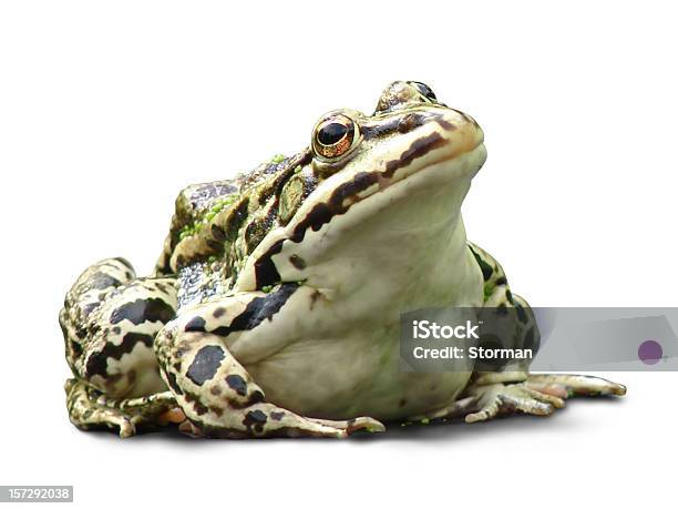 Fat Frog Isolated On White Background Stock Photo - Download Image Now - Frog, Bullfrog, White Background