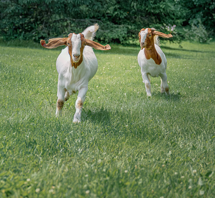 In this lively capture, a group of goats can be seen running playfully across the lush green grass. Their hooves gracefully touch the ground as they dash and frolic, displaying a delightful scene of energy and excitement. The picturesque setting of the vibrant green landscape complements the joyful spirit of these agile creatures, making it a truly enchanting moment to behold.