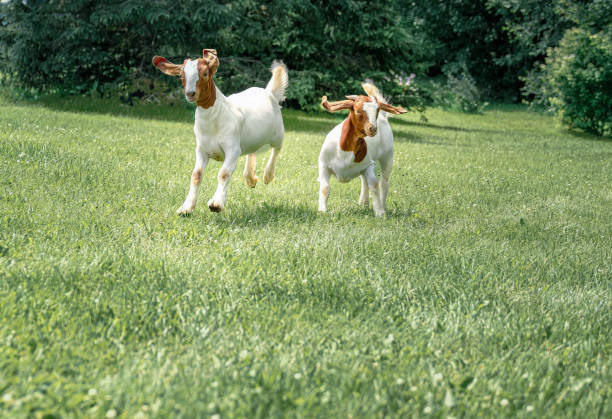 istock Goats Running on the Green Grass 1572920827
