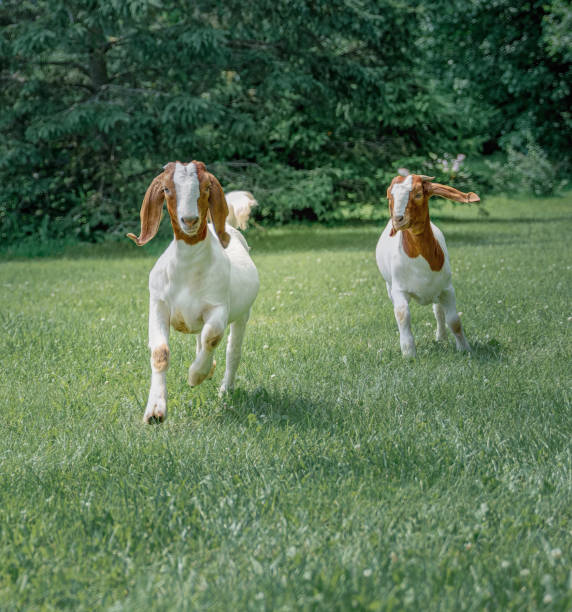 istock Goats Running on the Green Grass 1572920832
