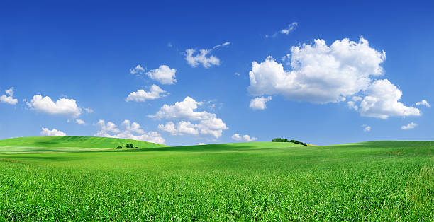 istock Grassy field landscape with bright blue sky 157292097