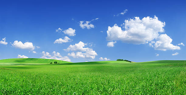 Grassy field landscape with bright blue sky stock photo