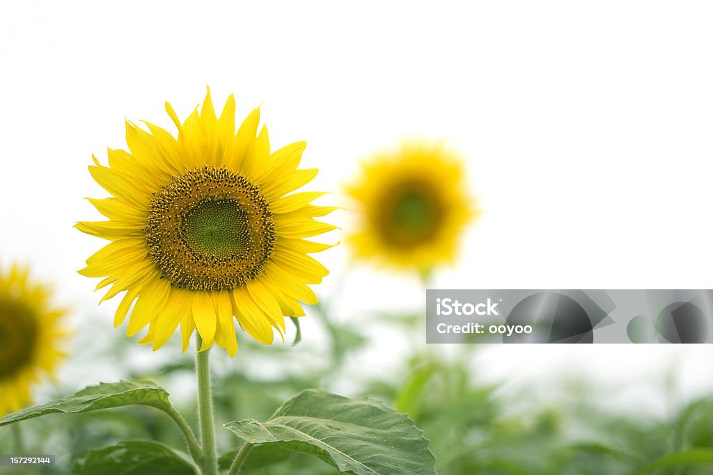 Sunflowers - Foto de stock de 2000-2009 libre de derechos