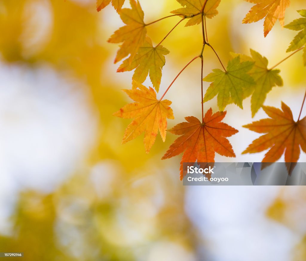 L'automne - Photo de Automne libre de droits