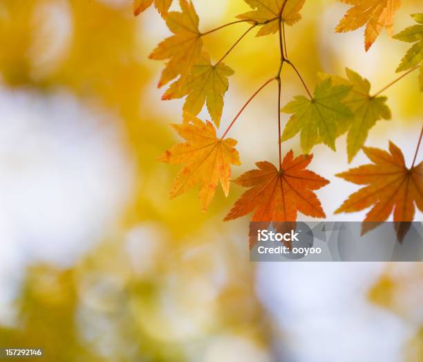 Autumn Stock Photo - Download Image Now - Autumn, Backgrounds, Beauty In Nature