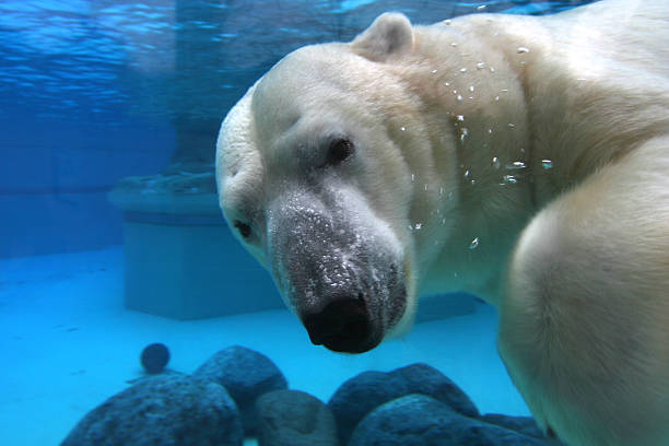 Polar bear swimming in tank, looking at camera stock photo