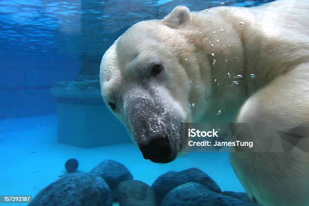 Polar Bear Swimming In Tank Looking At Camera Stock Photo - Download Image Now - Zoo, Polar Bear, Animal