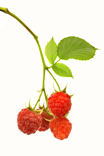 fresh ripe raspberries on bush, isolated on white background