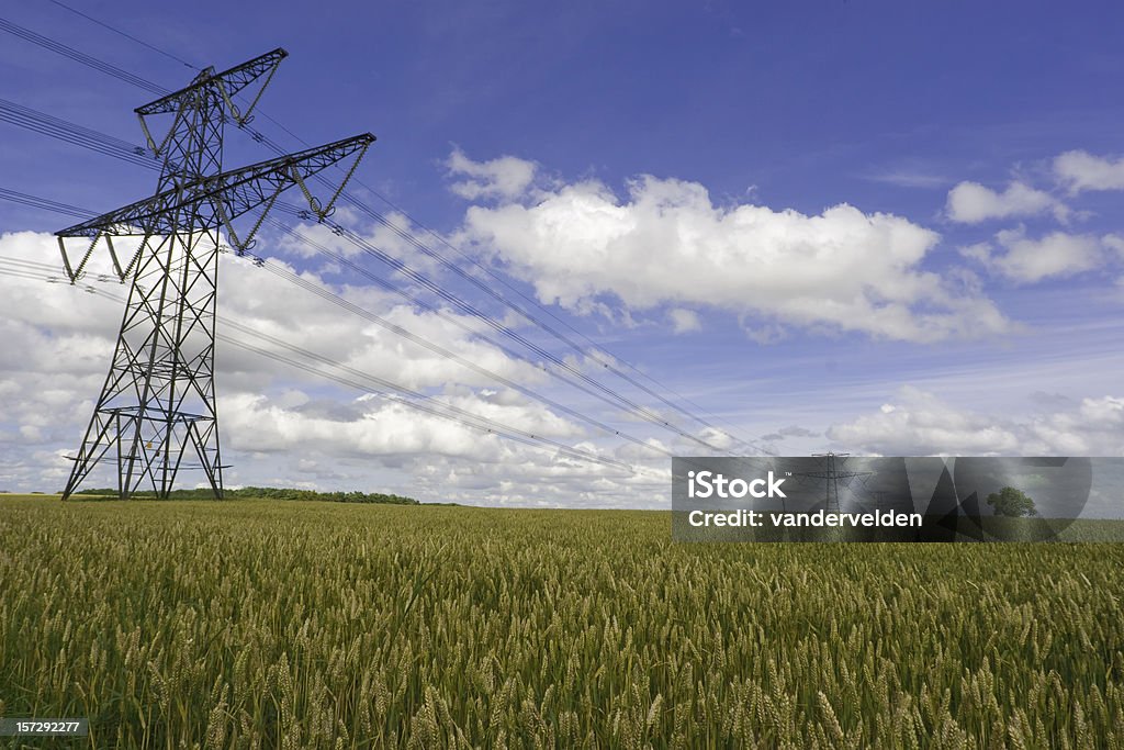 Câbles électriques sur en pleine maturité de blé - Photo de Blé libre de droits