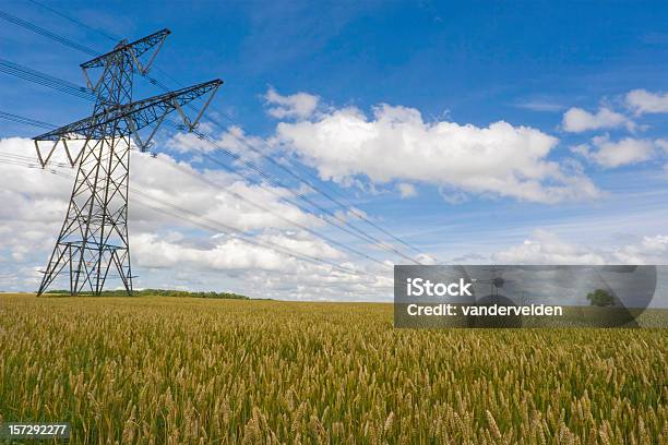 Linhas De Energia Na Maturação De Trigo - Fotografias de stock e mais imagens de Ao Ar Livre - Ao Ar Livre, Cabo, Campo agrícola