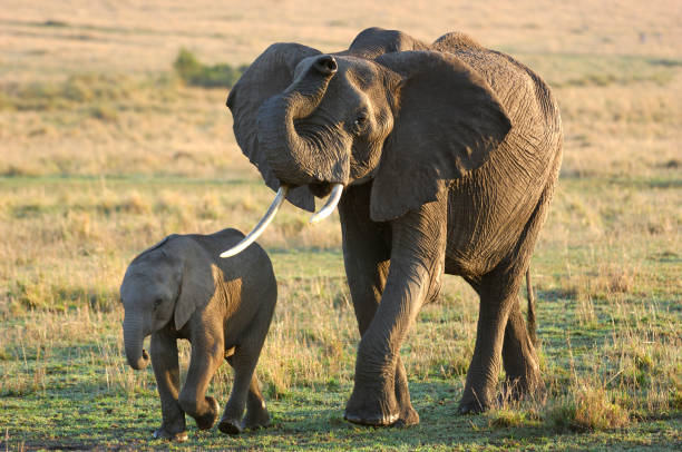 Protective wild African elephant (Loxodonta africana) mother and her baby.