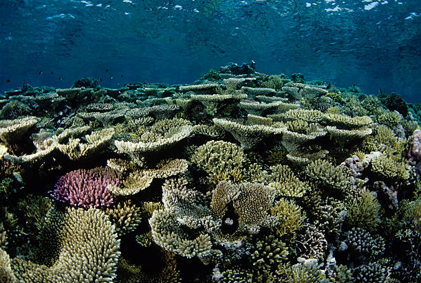 Beautiful Coloured Hard Coral Reef Magical hard coral reef showing signs of minor coral bleaching. great barrier reef coral stock pictures, royalty-free photos & images