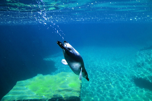 penguin swims in the water. Humboldt penguin diving in the pool at the zoo. Selective focus, close-up