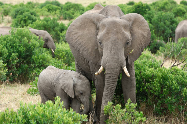 Elephant group in the red-oat grass of the Masai Mara. Two adult females are feeding calves in open expanse of grassland with acacia trees.