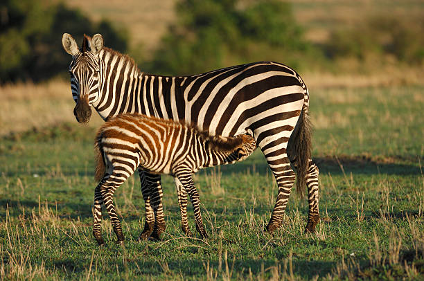 istock Wild Zebra Mother and Nursing Foal 157292468