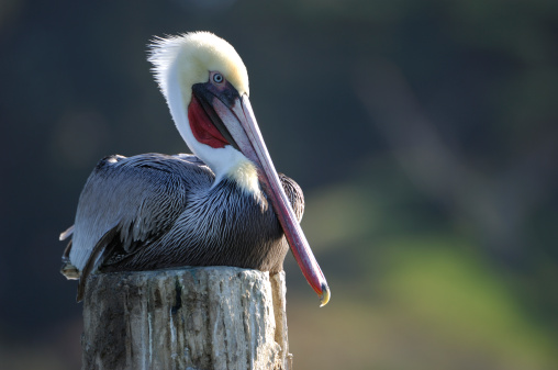 Brown pelican (Pelecanus occidentalis) resting on top of a piling at Elkhorn Slough.