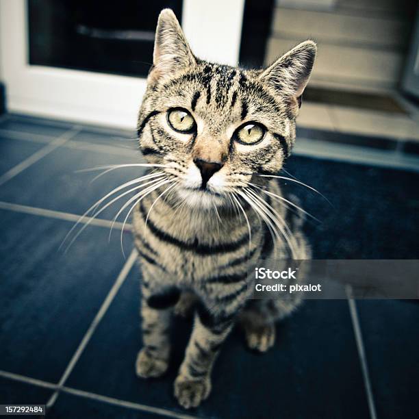 Olá Kitty - Fotografias de stock e mais imagens de Andar - Andar, Gato domesticado, Amizade