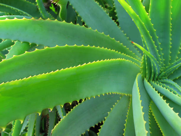 istock Aloe Vera - healing plant 157292590