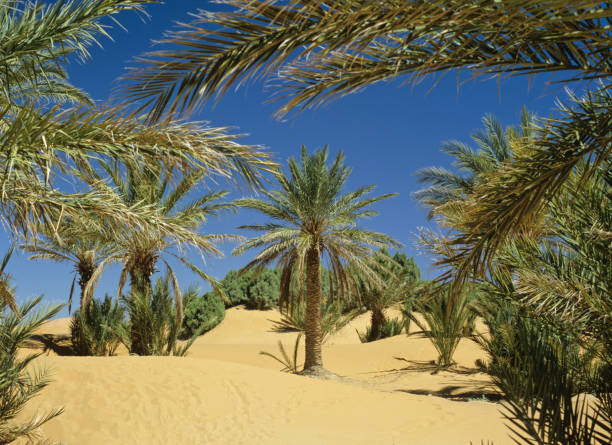 istock Morocco Palms in the Sahara Desert (image size XXL) 157292602