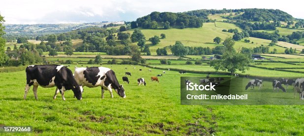 istock Panoramic of Dairy Cows 157292668