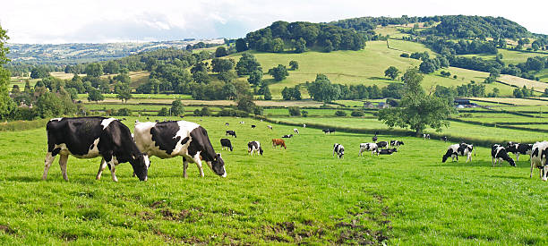 panorâmica de vacas leiteiras - non urban scene rural scene tree english culture imagens e fotografias de stock