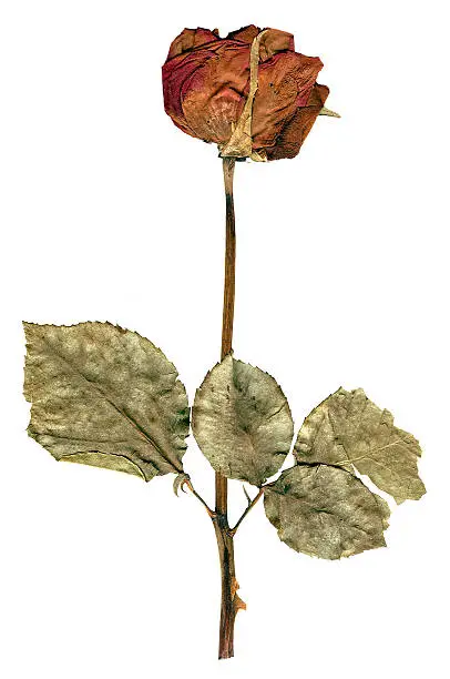 A dried rose that has been flattened in a book for preservation.  The rose is over 12 years old.  Isolated on white.