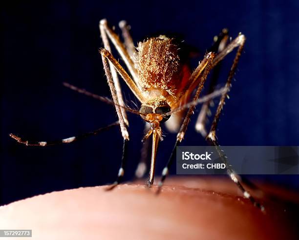 Close Up Of Mosquito On Human Skin Stock Photo - Download Image Now - Mosquito, Malaria Parasite, Close-up