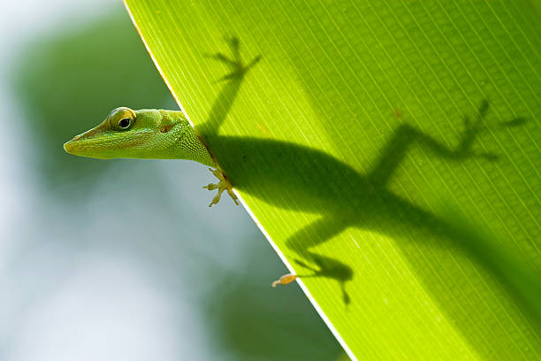 jaszczurka sylwetka przez leaf - gekkonidae zdjęcia i obrazy z banku zdjęć