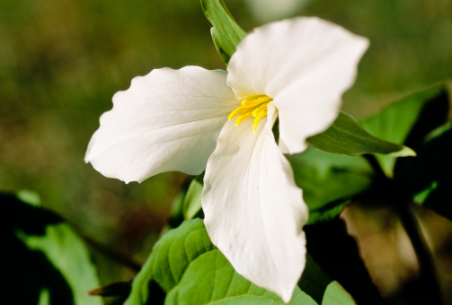 A close-up view of a white trillium in the wild.