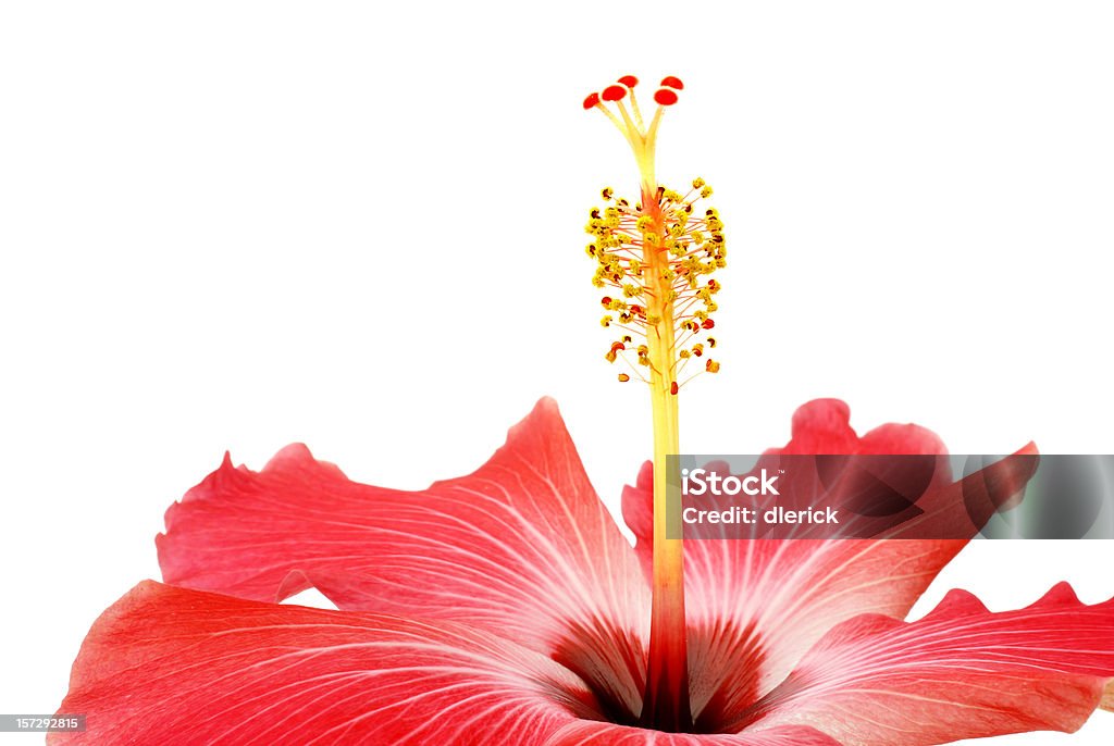 Cabeça da flor de hibisco - Foto de stock de Amarelo royalty-free