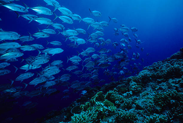 Trevally Train Jacks streaming across reef. Papua New Guinea caranx stock pictures, royalty-free photos & images