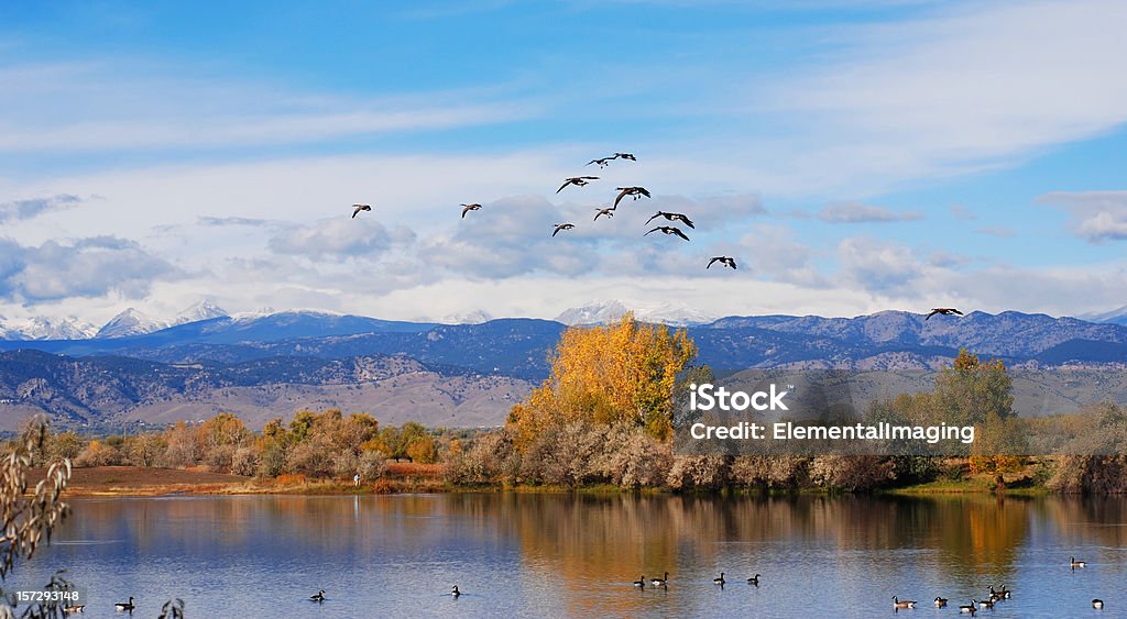 Kanadische Gänse Landing - Lizenzfrei Anhöhe Stock-Foto