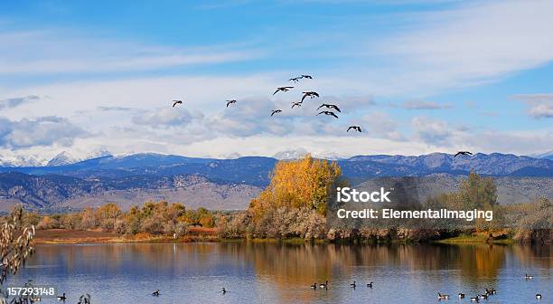 Kanadische Gänse Landing Stockfoto und mehr Bilder von Anhöhe - Anhöhe, Bedeckter Himmel, Berg