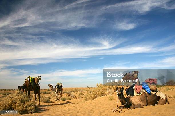 Camellos Foto de stock y más banco de imágenes de Aire libre - Aire libre, Arena, Asia