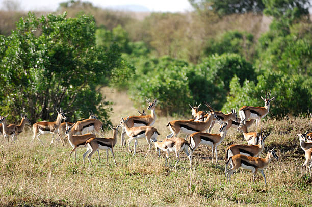 istock Alert Herd of Thomson's Gazelle 157293181