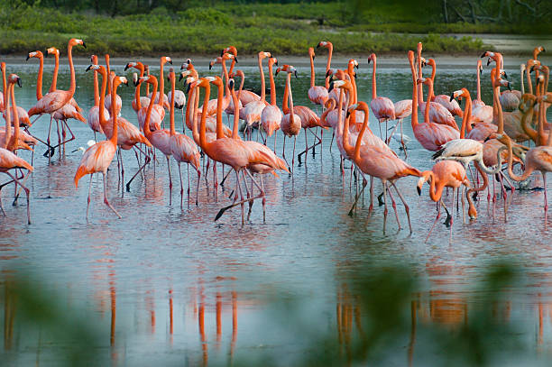 istock Flamingos at a Tropical coastal lagoon 157293209