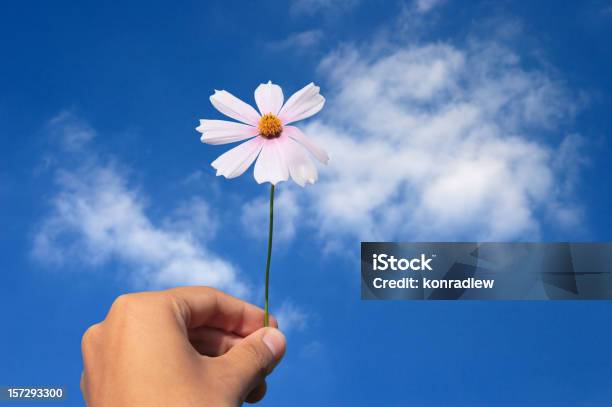 Flower And Blue Sky Stock Photo - Download Image Now - Blossom, Blue, Cloud - Sky