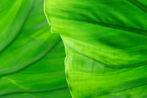 Palm Leaf Detail stock photo