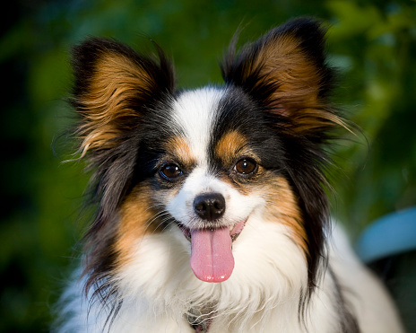 A small Papillon breed dog.