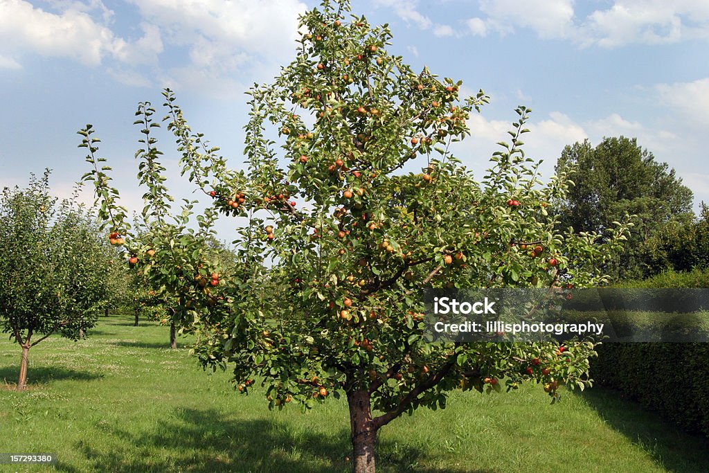 Apfelbaum Orchard voller Obst - Lizenzfrei Hecke Stock-Foto