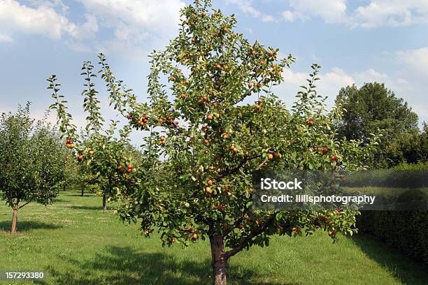 Apfelbaum Orchard Voller Obst Stockfoto und mehr Bilder von Hecke - Hecke, Apfelbaum, Blau