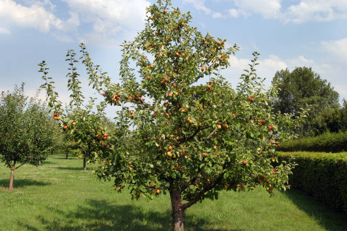 Apple Tree in Orchard, Prague, Czech Republic