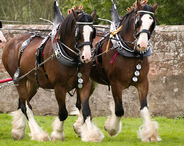 clydesdale horses in full tack - clydesdale stok fotoğraflar ve resimler