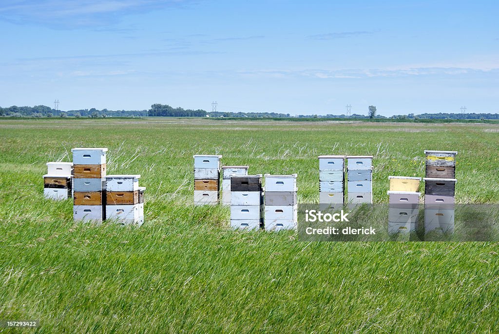 bee hives  Remote Location Stock Photo