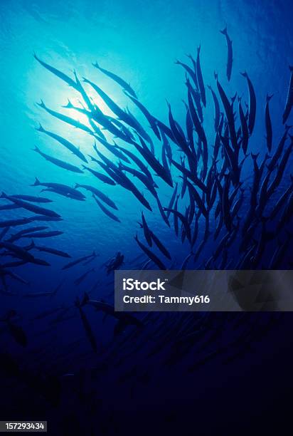 Existência De Barracudas - Fotografias de stock e mais imagens de Cardume de peixes - Cardume de peixes, Mar, Profundo