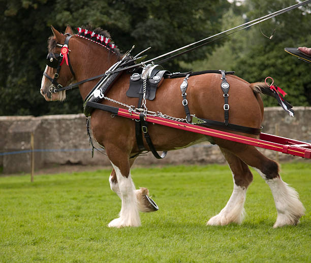 clydesdale horse in harness - clydesdale stok fotoğraflar ve resimler