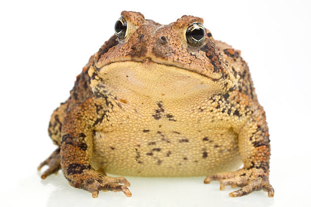 Amerykańska ropucha, Bufo americanus – zdjęcie