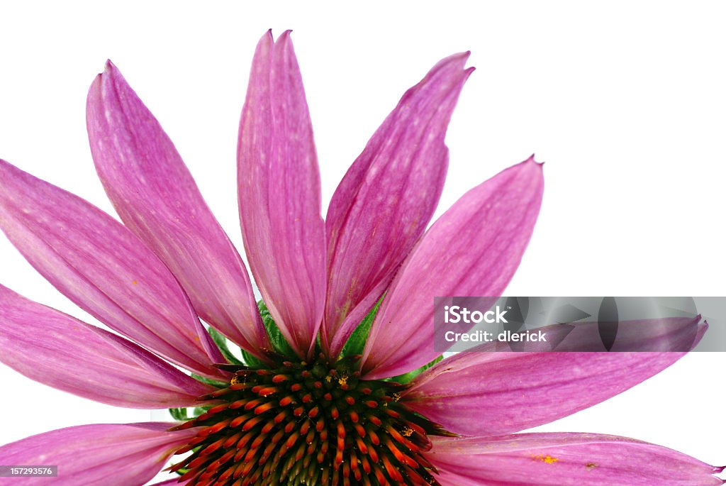 보라색 수레국화-에키나세아, 중진공상태 닽힌 - 로열티 프리 꽃-식물 스톡 사진