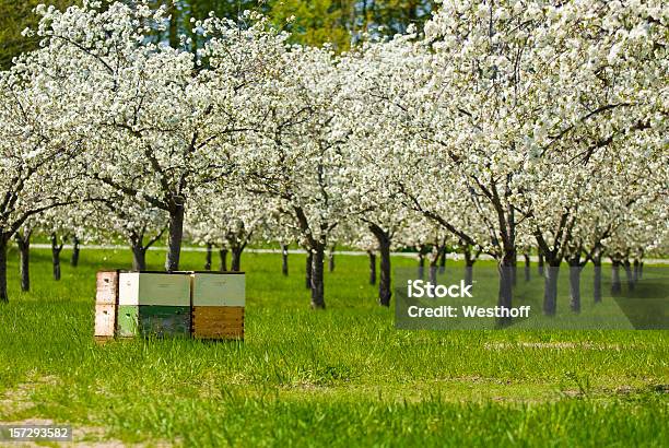 Cherry Polinización Foto de stock y más banco de imágenes de Colmena - Colmena, Florecer, Huerta