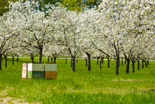 These bee hives were set out in the cherry orchard to pollinate the blossoms.
